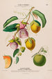 Flore d'Amérique dessinée d'après nature sur les lieux Pl120 - Étienne Denisse — artwork view