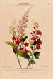 Flore d'Amérique drawn from nature on site Pl121 - Étienne Denisse — artwork view