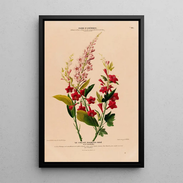 Flore d'Amérique drawn from nature on site Pl121 - Étienne Denisse — framed artwork on a wall