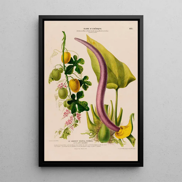 Flore d'Amérique dessinée d'après nature sur les lieux Pl122 - Étienne Denisse — framed artwork on a wall