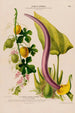 Flore d'Amérique dessinée d'après nature sur les lieux Pl122 - Étienne Denisse — artwork view