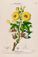Flore d'Amérique drawn from nature on site Pl123 - Étienne Denisse — artwork view
