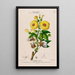 Flore d'Amérique drawn from nature on site Pl123 - Étienne Denisse — framed artwork on a wall