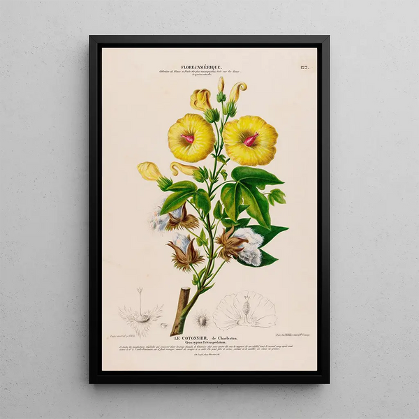 Flore d'Amérique drawn from nature on site Pl123 - Étienne Denisse — framed artwork on a wall