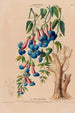 Flore d'Amérique drawn from nature on site Pl124 - Étienne Denisse — artwork view