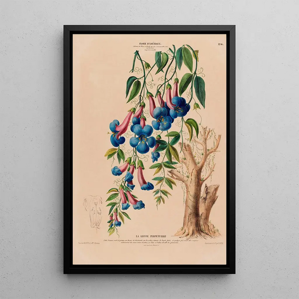 Flore d'Amérique drawn from nature on site Pl124 - Étienne Denisse — framed artwork on a wall