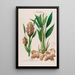 Flore d'Amérique drawn from nature on site Pl125 - Étienne Denisse — framed artwork on a wall