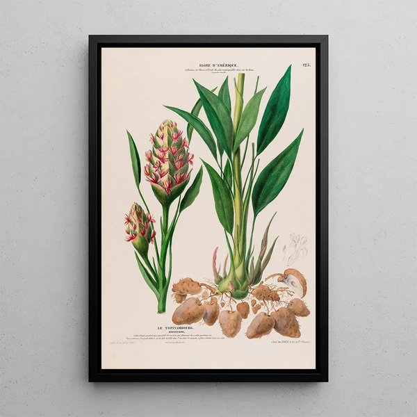 Flore d'Amérique drawn from nature on site Pl125 - Étienne Denisse — framed artwork on a wall