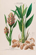 Flore d'Amérique drawn from nature on site Pl125 - Étienne Denisse — artwork view