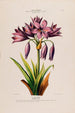 Flore d'Amérique drawn from nature on site Pl126 - Étienne Denisse — artwork view