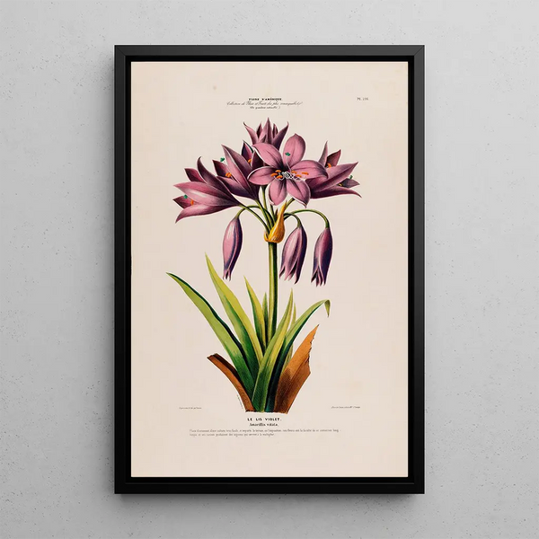 Flore d'Amérique drawn from nature on site Pl126 - Étienne Denisse — framed artwork on a wall