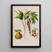 Flore d'Amérique drawn from nature on site Pl127 - Étienne Denisse — framed artwork on a wall