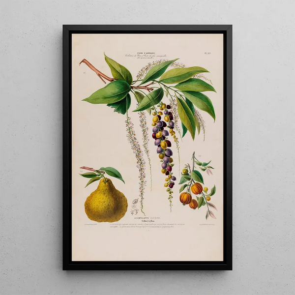Flore d'Amérique drawn from nature on site Pl127 - Étienne Denisse — framed artwork on a wall