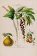 Flore d'Amérique drawn from nature on site Pl127 - Étienne Denisse — artwork view