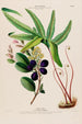 Flore d'Amérique drawn from nature on site Pl128 - Étienne Denisse — artwork view