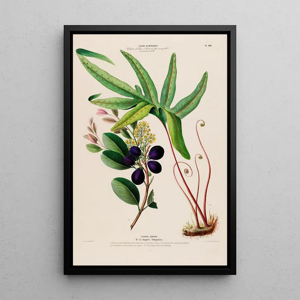 Flore d'Amérique drawn from nature on site Pl128 - Étienne Denisse — framed artwork on a wall