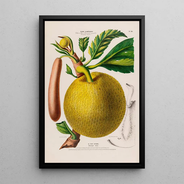 Flore d'Amérique dessinée d'après nature sur les lieux Pl129 - Étienne Denisse — framed artwork on a wall