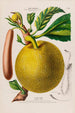 Flore d'Amérique dessinée d'après nature sur les lieux Pl129 - Étienne Denisse — artwork view