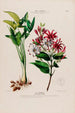 Flore d'Amérique drawn from nature on site Pl130 - Étienne Denisse — artwork view