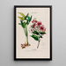 Flore d'Amérique drawn from nature on site Pl130 - Étienne Denisse — framed artwork on a wall