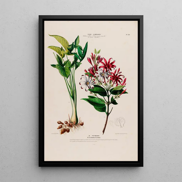 Flore d'Amérique drawn from nature on site Pl130 - Étienne Denisse — framed artwork on a wall