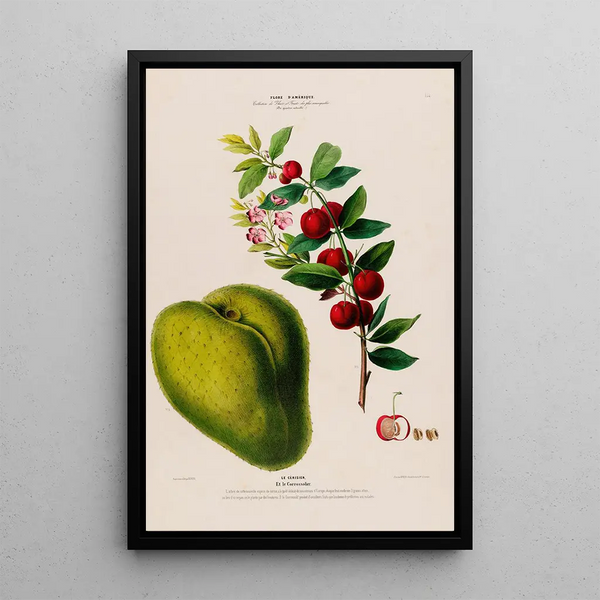 Flore d'Amérique drawn from nature on site Pl131 - Étienne Denisse — framed artwork on a wall