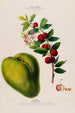Flore d'Amérique drawn from nature on site Pl131 - Étienne Denisse — artwork view