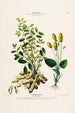 Flore d'Amérique drawn from nature on site Pl132 - Étienne Denisse — artwork view