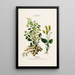Flore d'Amérique drawn from nature on site Pl132 - Étienne Denisse — framed artwork on a wall
