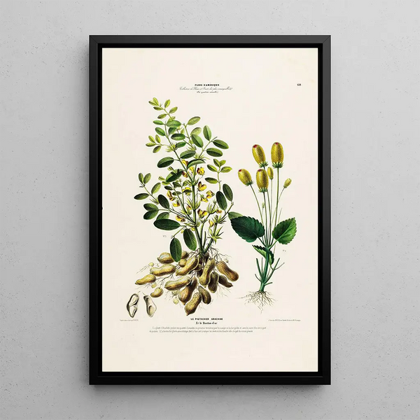 Flore d'Amérique drawn from nature on site Pl132 - Étienne Denisse — framed artwork on a wall