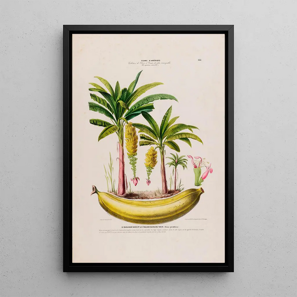 Flore d'Amérique drawn from nature on site Pl133 - Étienne Denisse — framed artwork on a wall