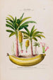 Flore d'Amérique drawn from nature on site Pl133 - Étienne Denisse — artwork view