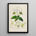 Flore d'Amérique drawn from nature on site Pl134 - Étienne Denisse — framed artwork on a wall