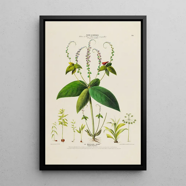 Flore d'Amérique drawn from nature on site Pl134 - Étienne Denisse — framed artwork on a wall