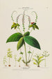 Flore d'Amérique drawn from nature on site Pl134 - Étienne Denisse — artwork view