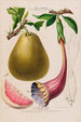 Flore d'Amérique drawn from nature on site Pl135 - Étienne Denisse — artwork view