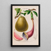 Flore d'Amérique drawn from nature on site Pl135 - Étienne Denisse — framed artwork on a wall