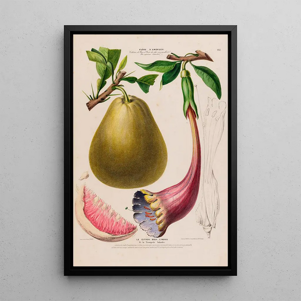 Flore d'Amérique drawn from nature on site Pl135 - Étienne Denisse — framed artwork on a wall