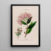 Flore d'Amérique drawn from nature on site Pl136 - Étienne Denisse — framed artwork on a wall