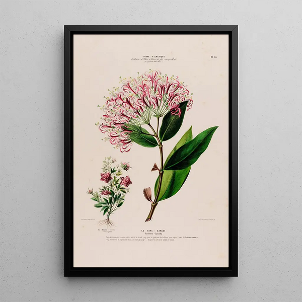 Flore d'Amérique drawn from nature on site Pl136 - Étienne Denisse — framed artwork on a wall