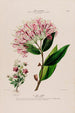Flore d'Amérique drawn from nature on site Pl136 - Étienne Denisse — artwork view