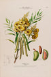 Flore d'Amérique drawn from nature on site Pl137 - Étienne Denisse — artwork view