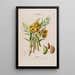 Flore d'Amérique drawn from nature on site Pl137 - Étienne Denisse — framed artwork on a wall