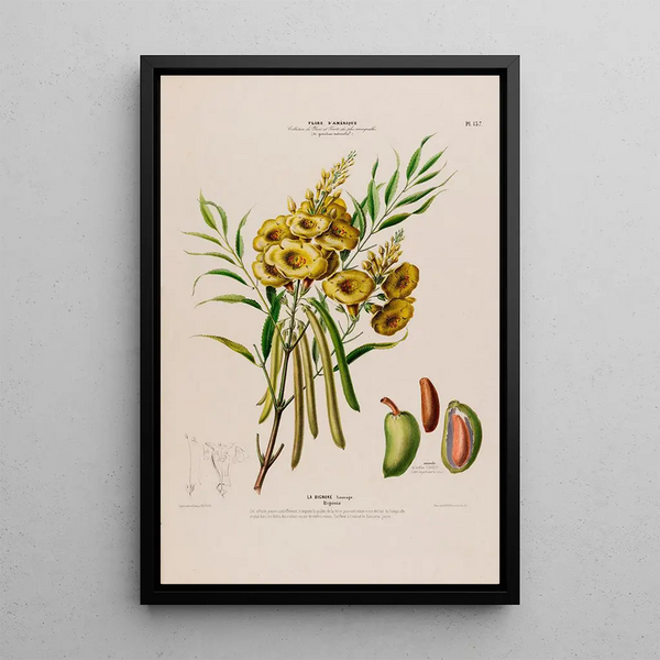 Flore d'Amérique drawn from nature on site Pl137 - Étienne Denisse — framed artwork on a wall