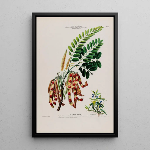 Flore d'Amérique drawn from nature on site Pl138 - Étienne Denisse — framed artwork on a wall