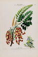 Flore d'Amérique drawn from nature on site Pl138 - Étienne Denisse — artwork view