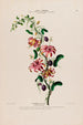 Flore d'Amérique drawn from nature on site Pl139 - Étienne Denisse — artwork view