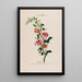 Flore d'Amérique drawn from nature on site Pl139 - Étienne Denisse — framed artwork on a wall
