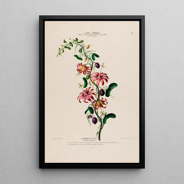 Flore d'Amérique drawn from nature on site Pl139 - Étienne Denisse — framed artwork on a wall