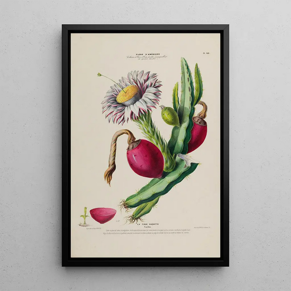 Flore d'Amérique dessinée d'après nature sur les lieux Pl140 - Étienne Denisse — framed artwork on a wall